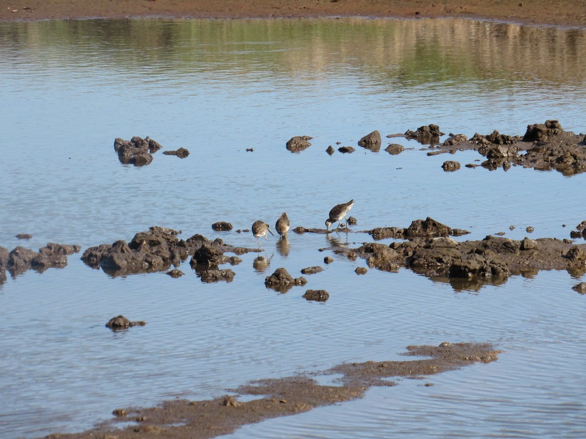 Short-billed Dowitcher - Sabrina Guzmán