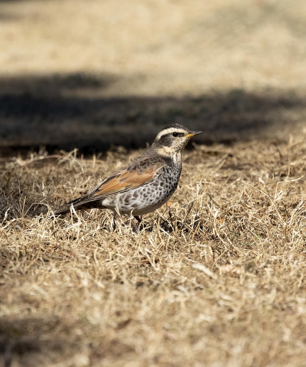 Dusky Thrush - ML615601278