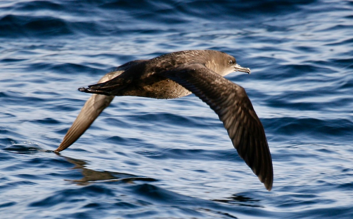 Sooty Shearwater - ML615601340