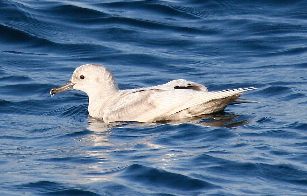 Sooty Shearwater - ML615601342