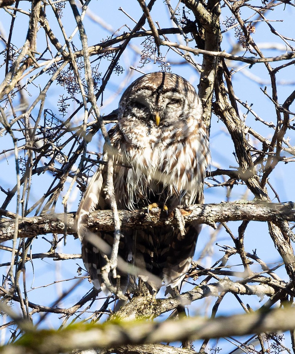 Barred Owl - ML615601376