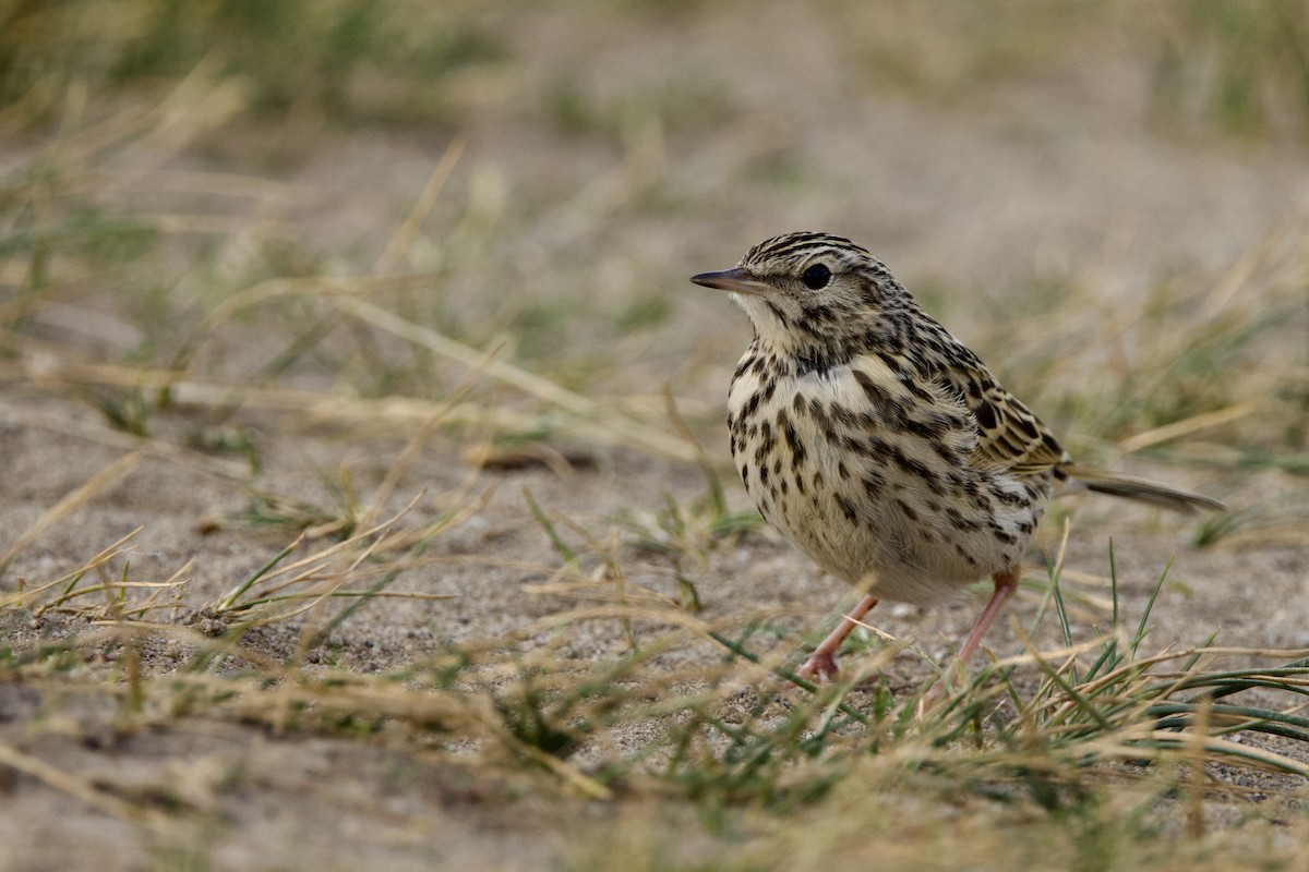 Correndera Pipit - ML615601436