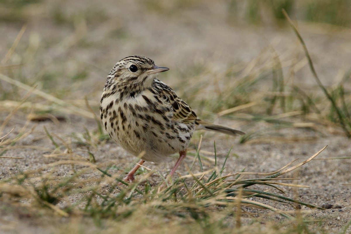 Correndera Pipit - ML615601441