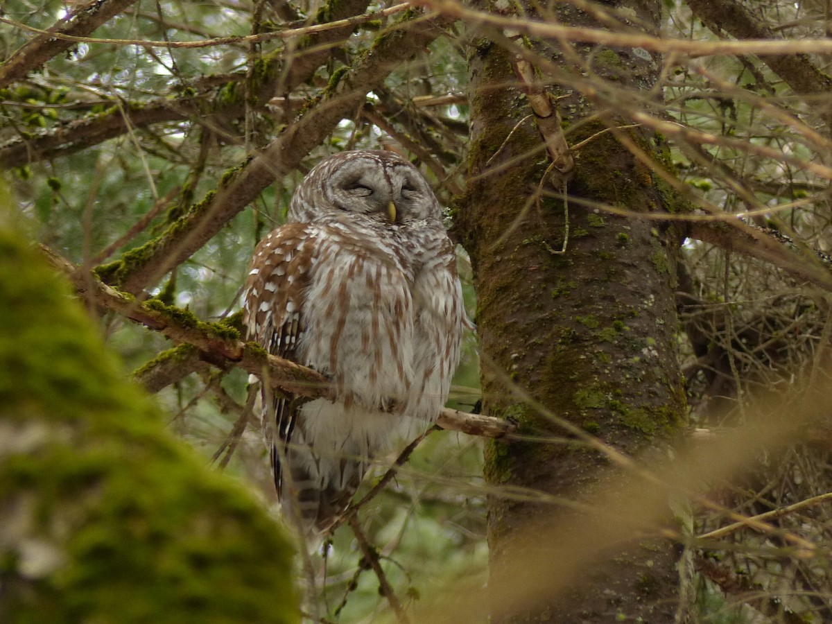 Barred Owl - Micheline Bisson