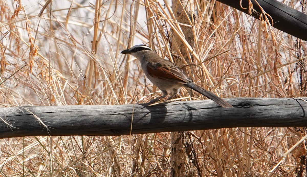 Black-crowned Tchagra - Rosemary Lloyd