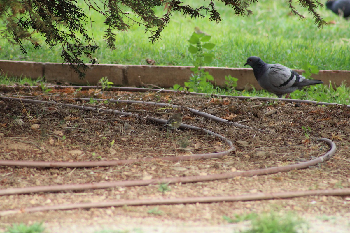 Rock Pigeon - ML615601500