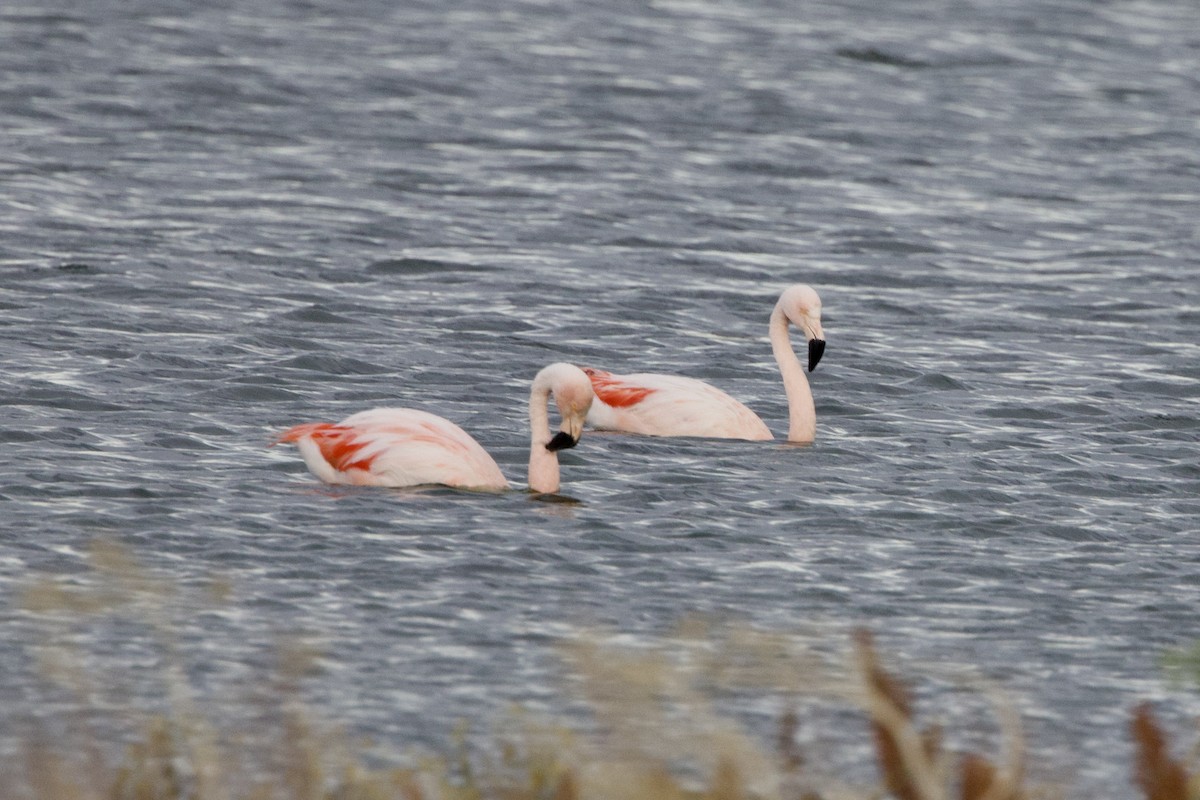 Chilean Flamingo - ML615601512