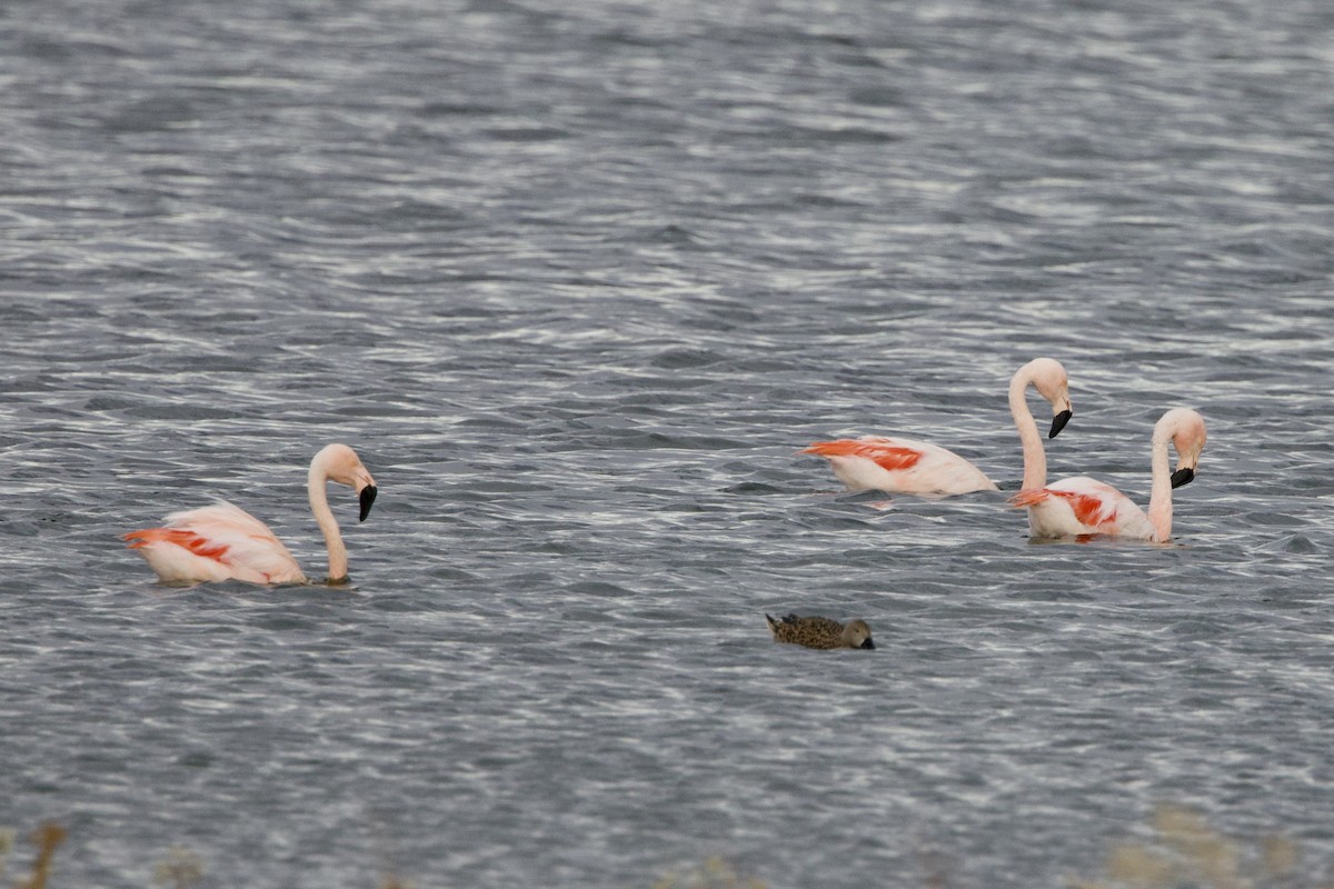 Şili Flamingosu - ML615601513