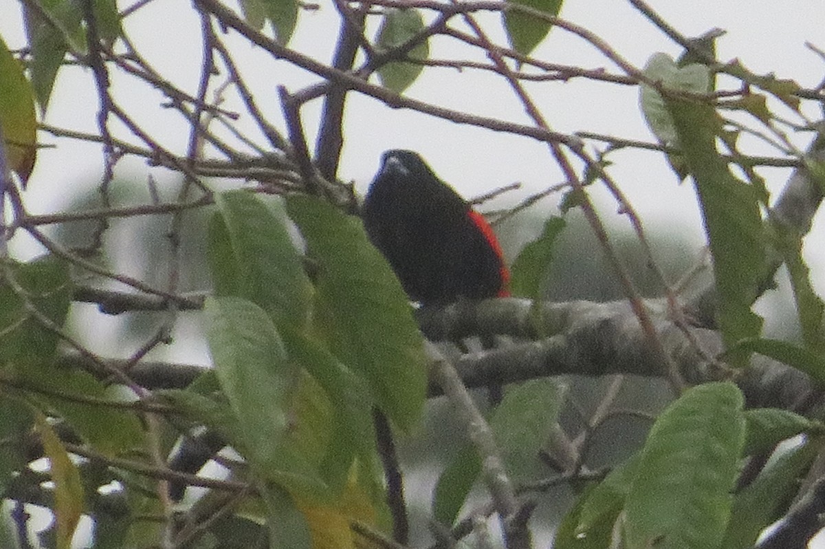 Scarlet-rumped Tanager - ML615601514