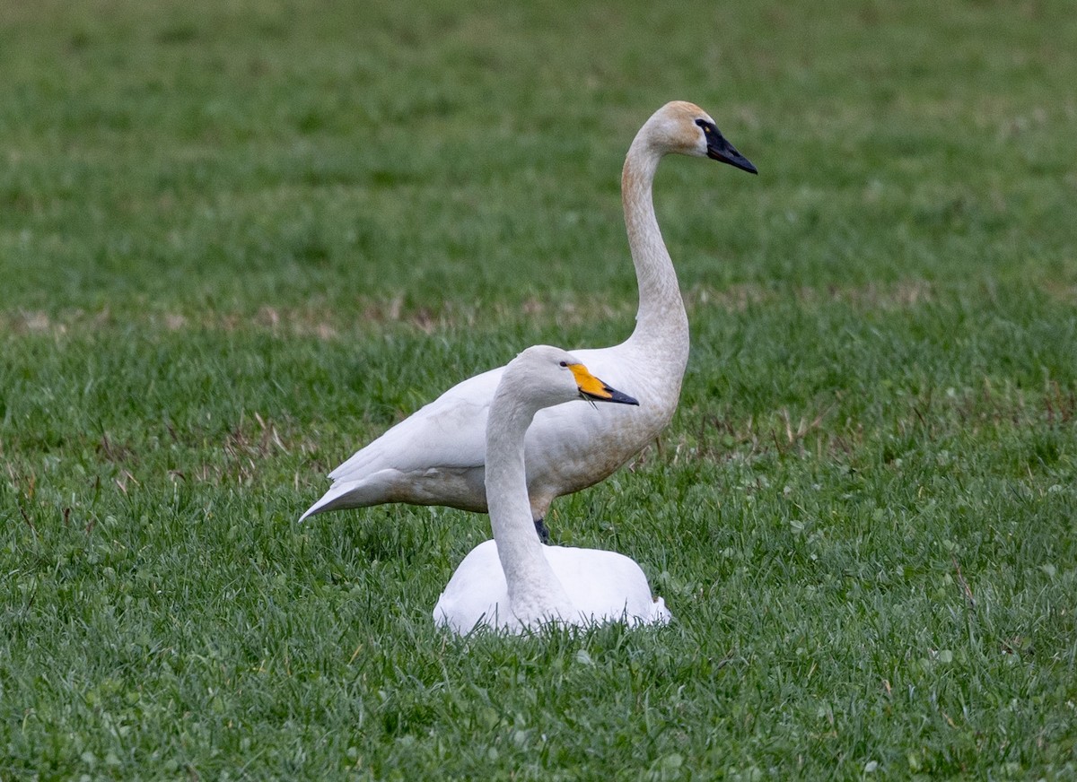 Whooper Swan - ML615601523