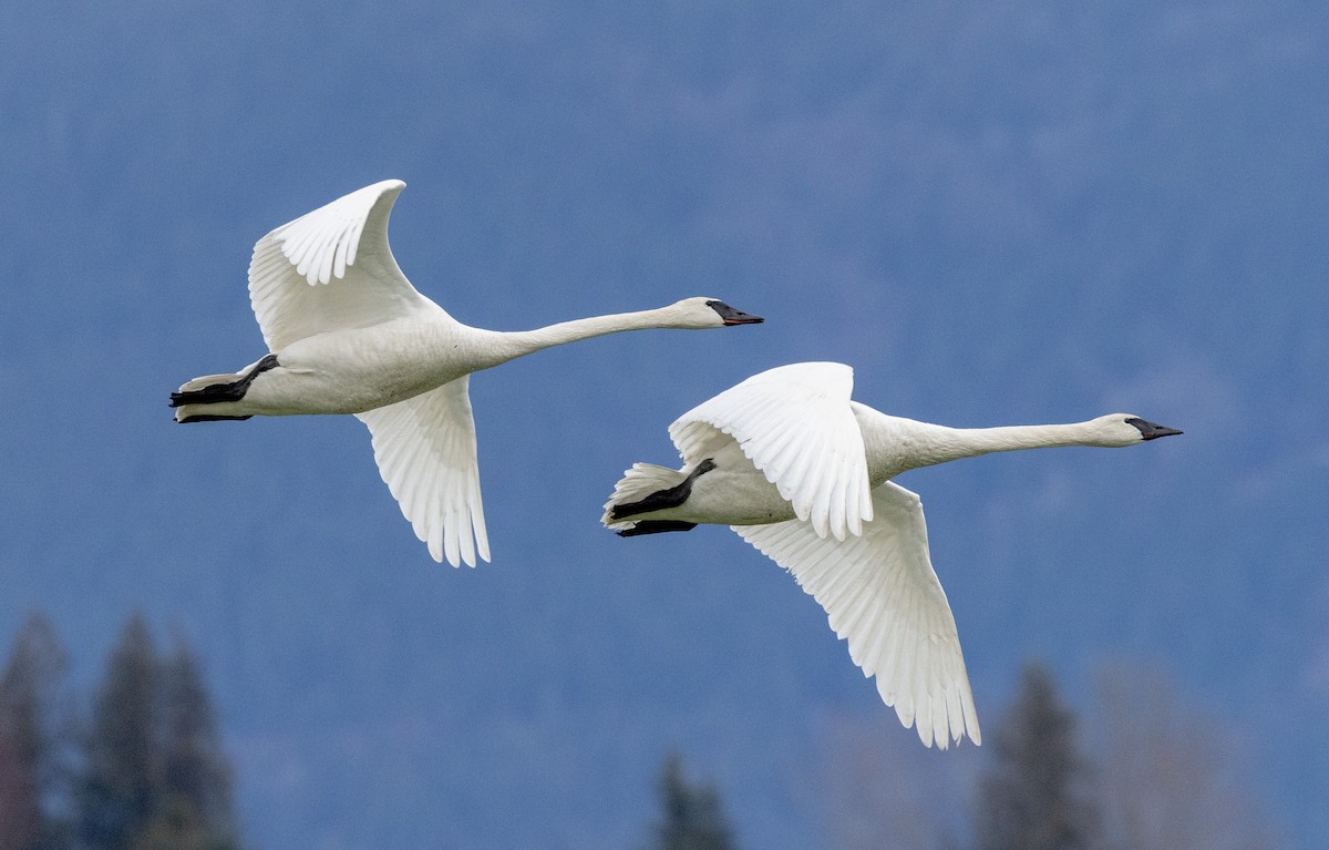 Trumpeter Swan - ML615601540