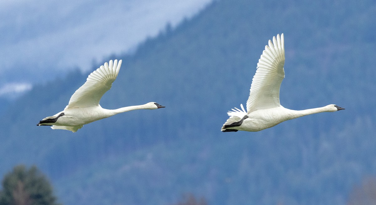 Trumpeter Swan - ML615601541