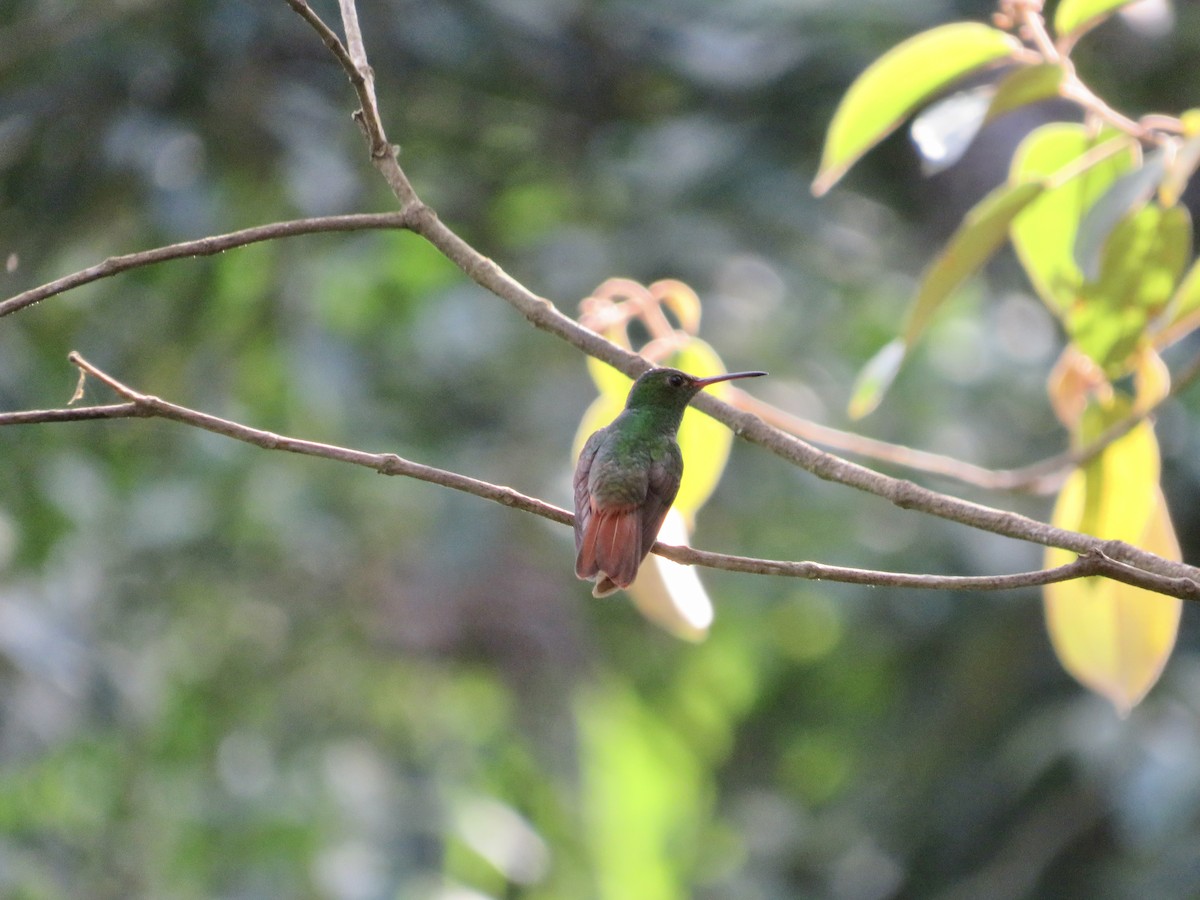 Rufous-tailed Hummingbird - ML615601624