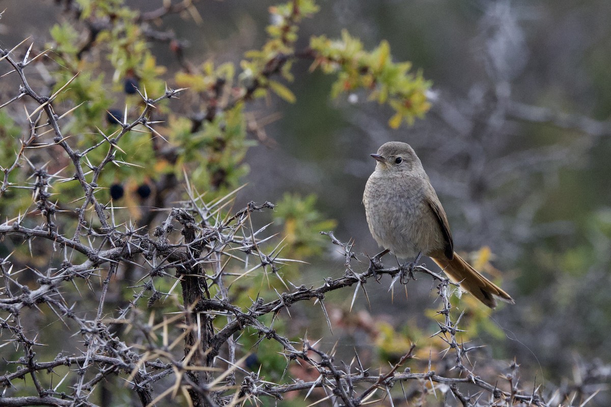 Sharp-billed Canastero - ML615601669