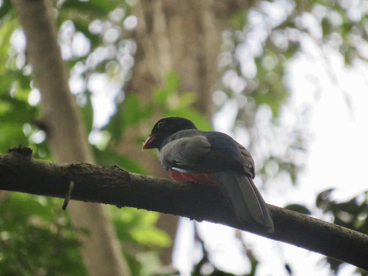 Slaty-tailed Trogon - ML615601674