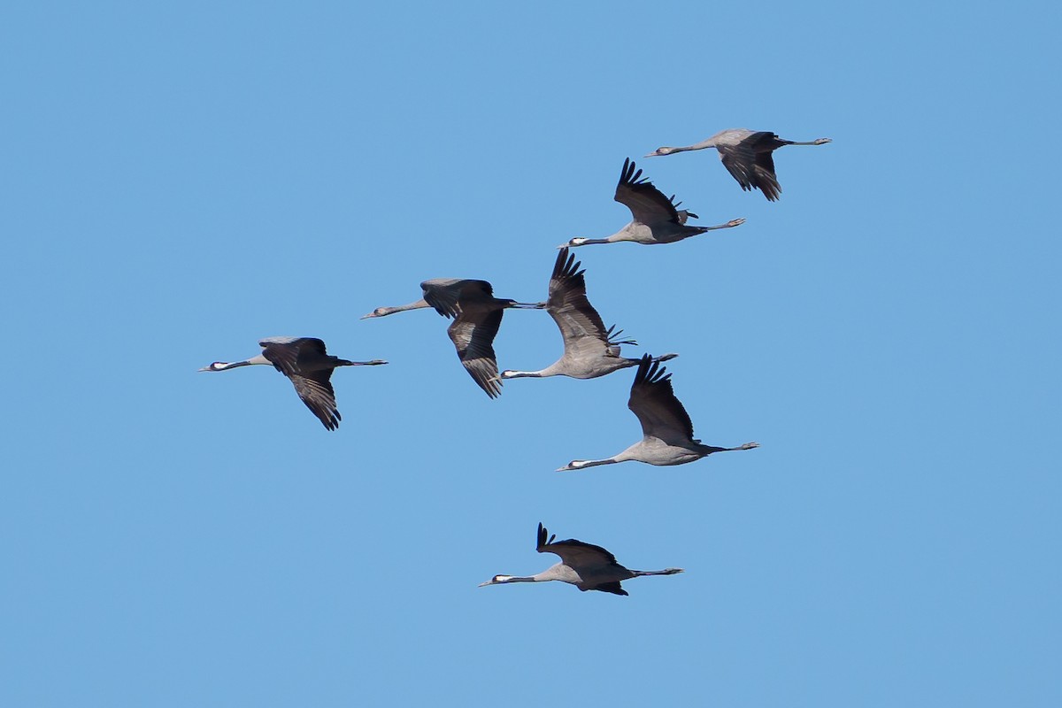 Common Crane - ML615601722