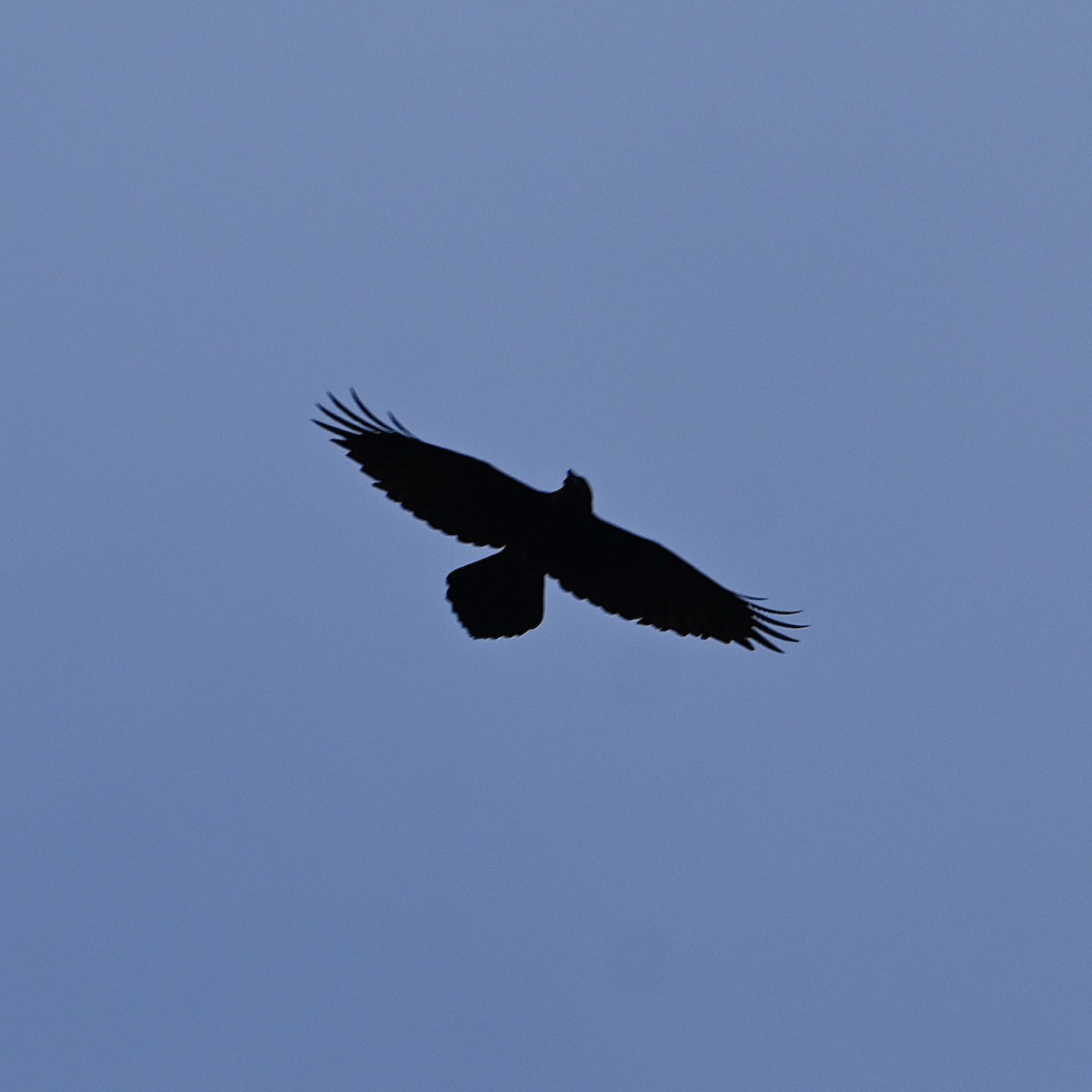 Common Raven - ML615601731