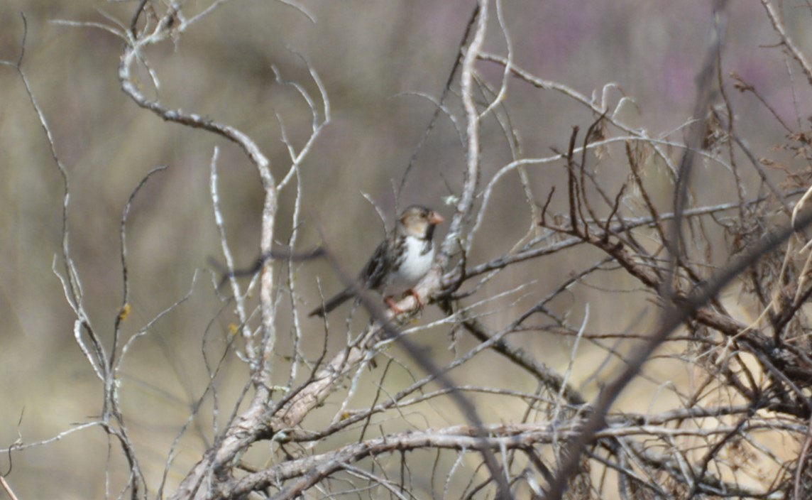 Harris's Sparrow - Larry Raymond