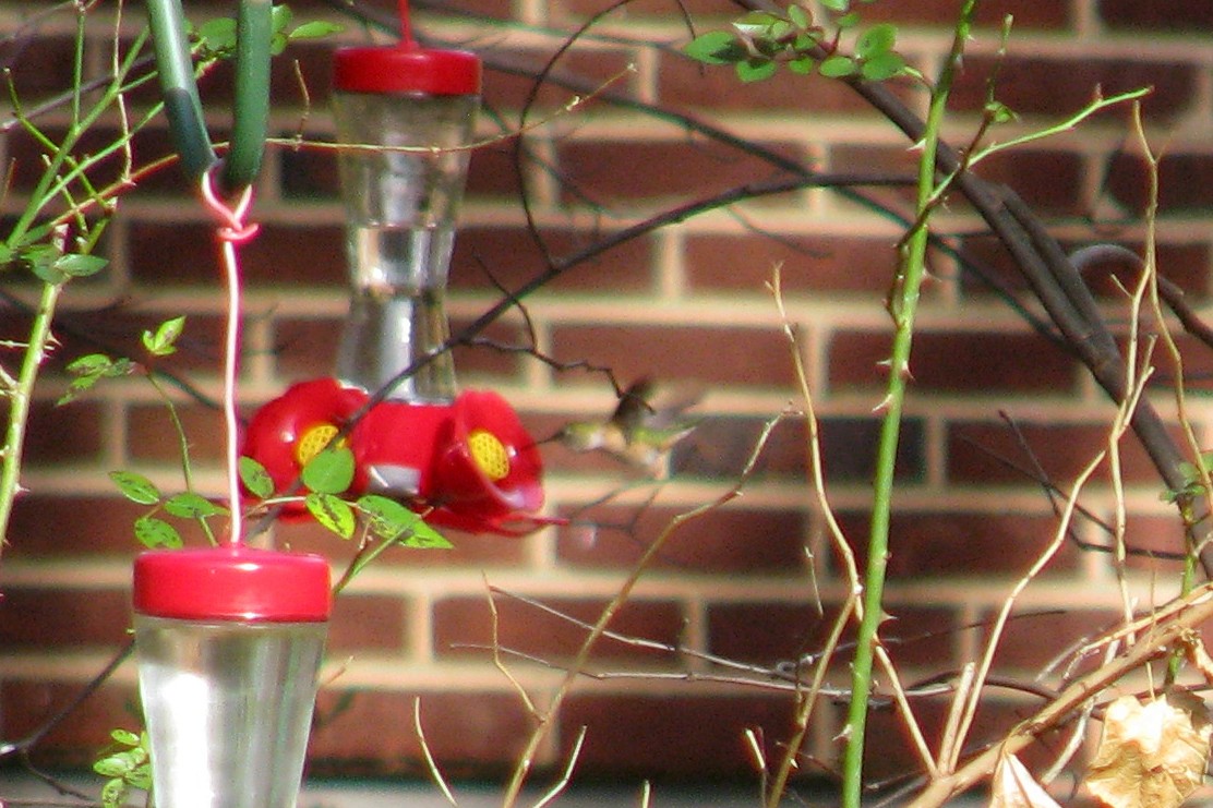 Rufous Hummingbird - ML615601830