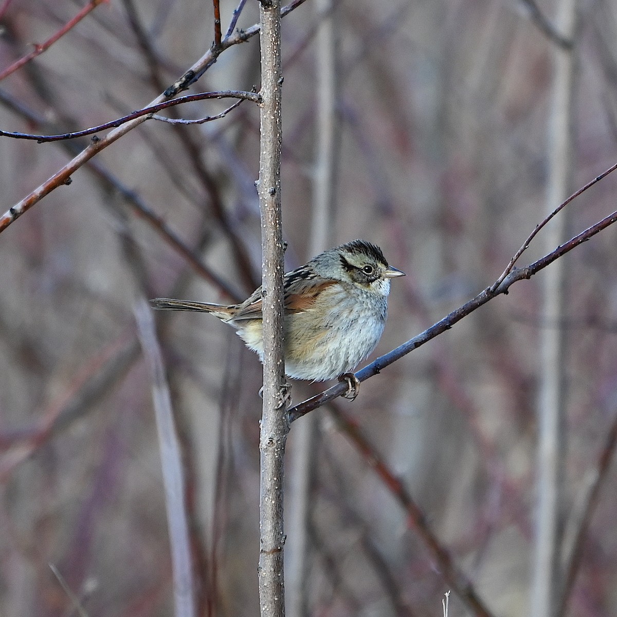 Swamp Sparrow - ML615601868