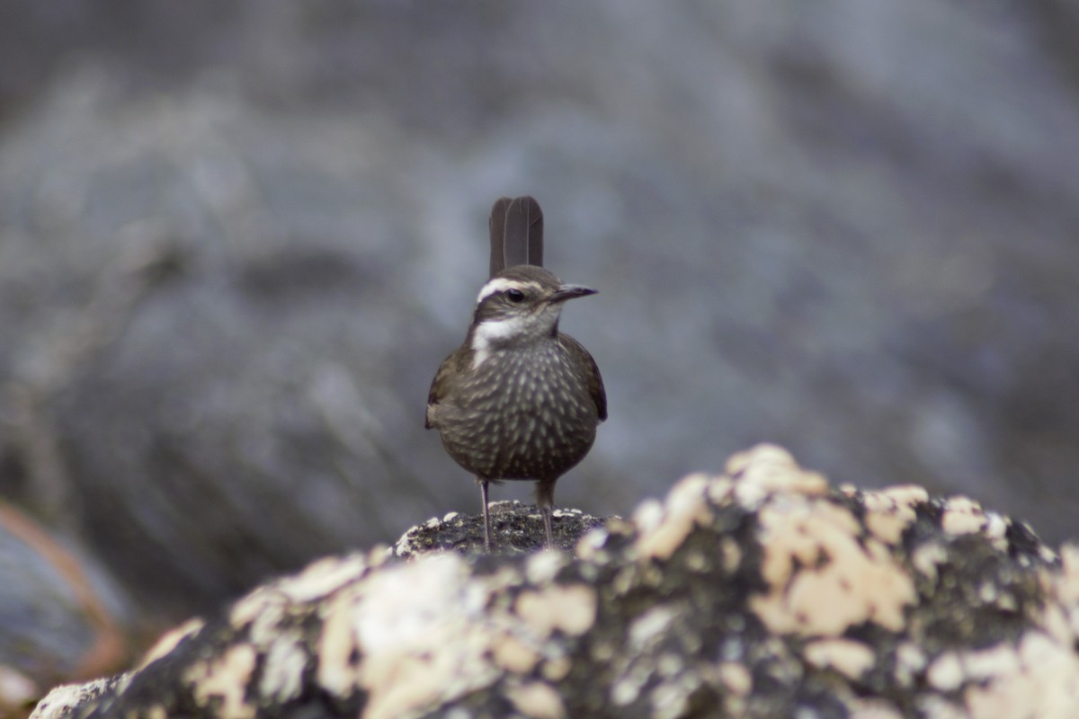 Remolinera Araucana - ML615601870