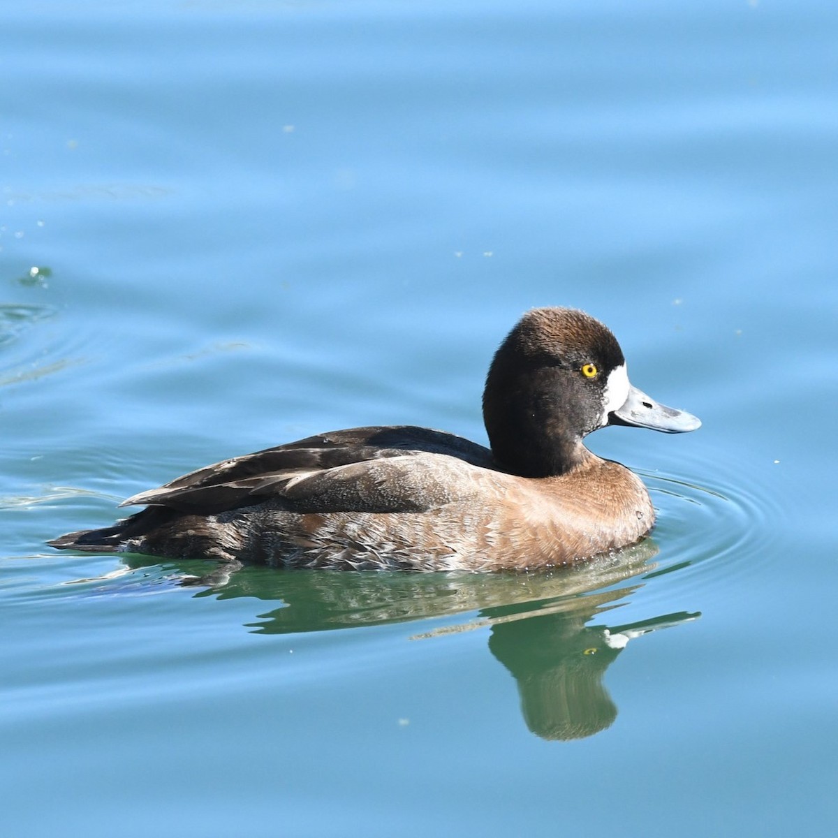 Lesser Scaup - ML615601875