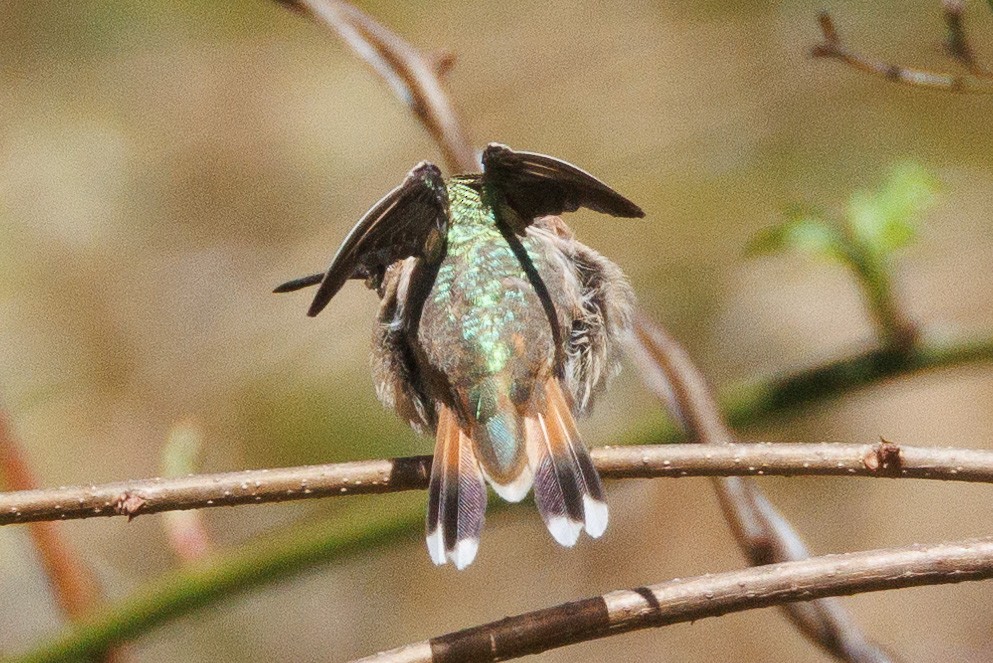 Rufous Hummingbird - ML615601913