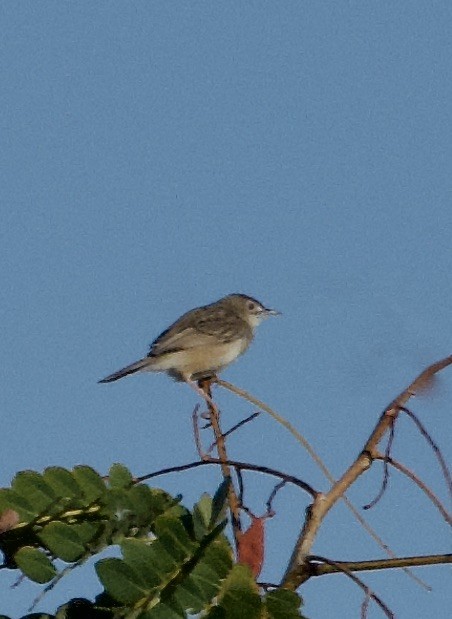 Madagascar Cisticola - Marcia Balestri