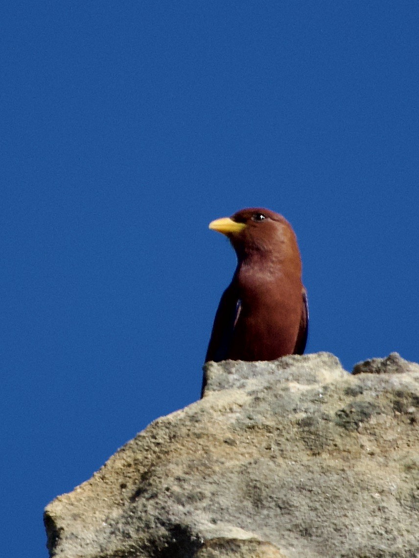 Broad-billed Roller (Madagascar) - ML615601963