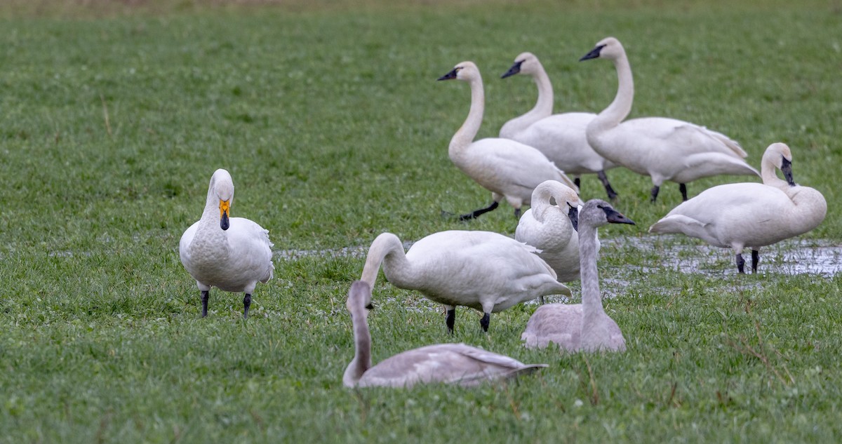 Whooper Swan - ML615601987