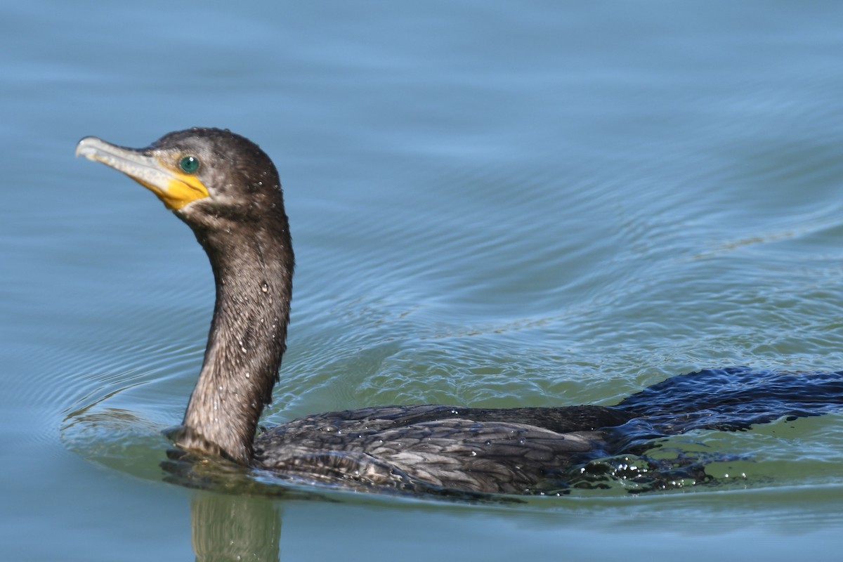Neotropic Cormorant - ML615602015