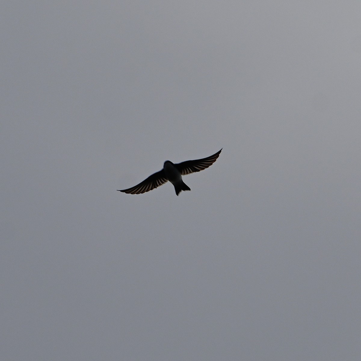 Tree Swallow - Chad Ludwig