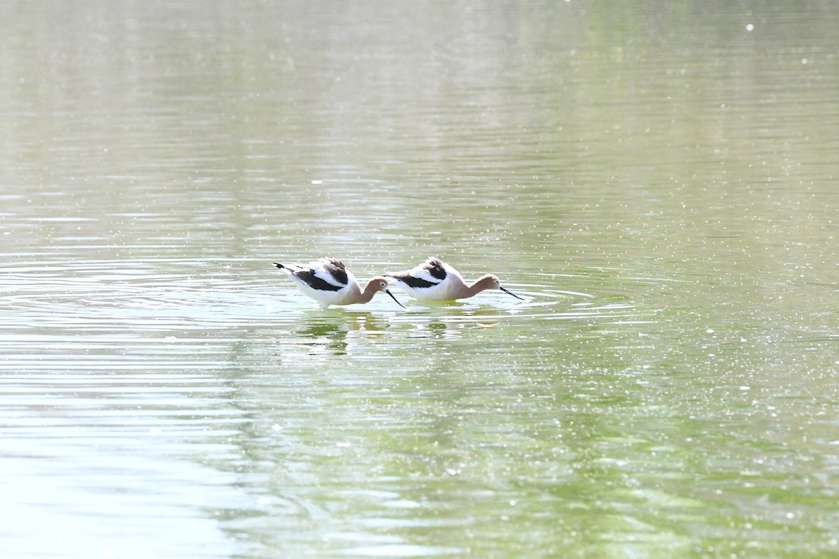 American Avocet - ML615602040