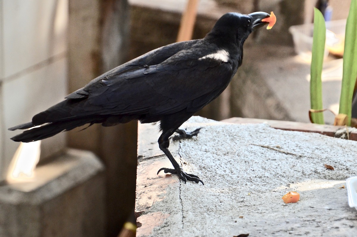 Large-billed Crow (Eastern) - ML615602059