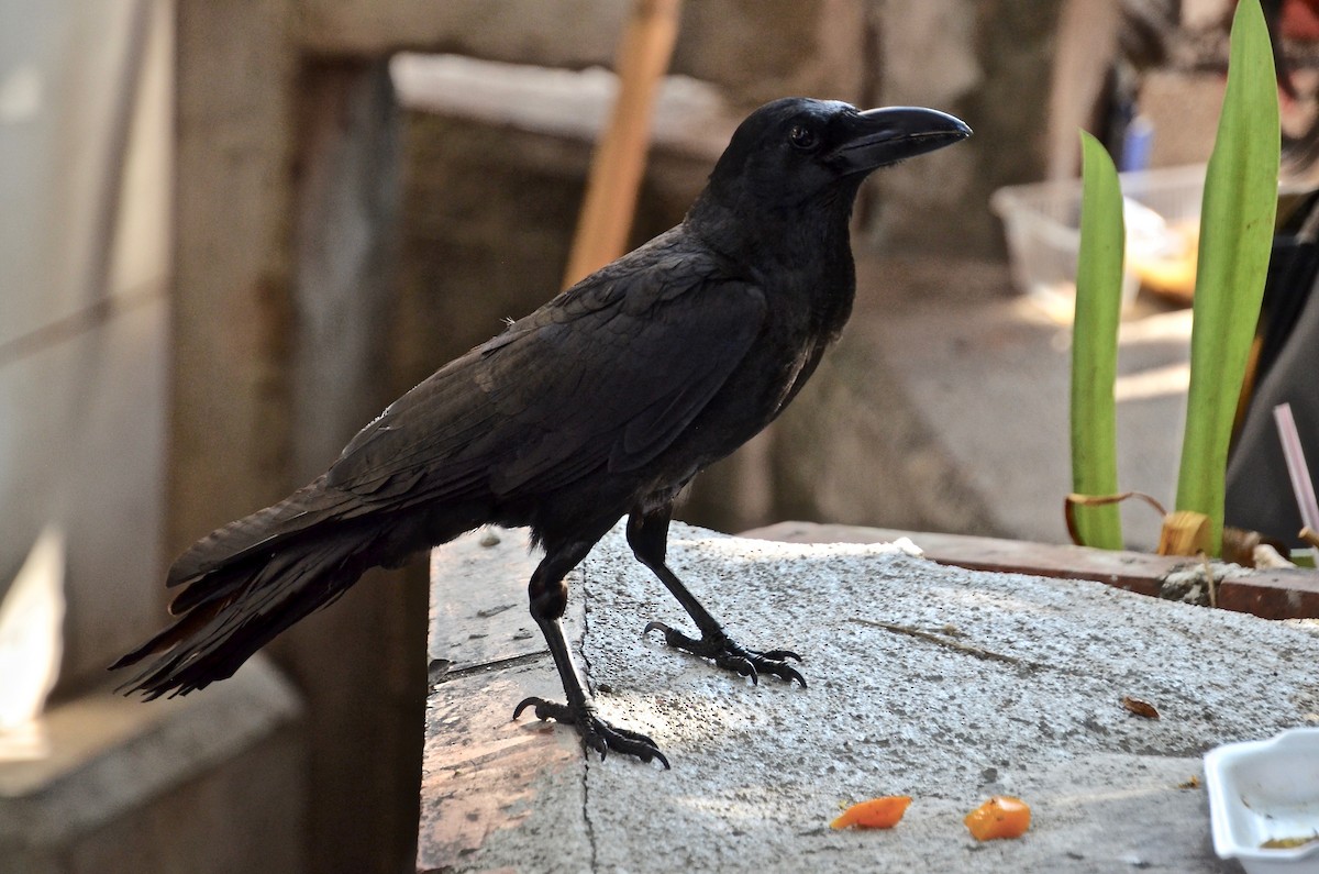 Large-billed Crow (Eastern) - ML615602060