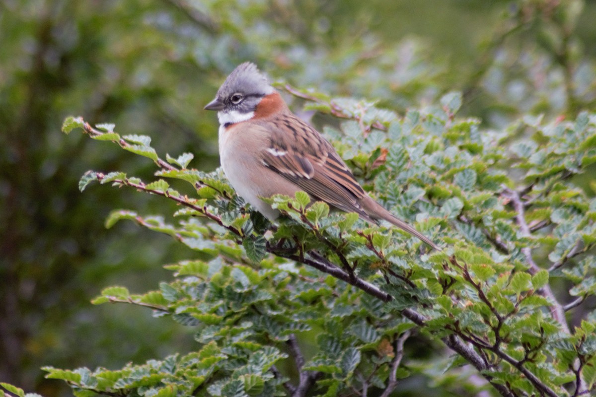 Rufous-collared Sparrow - ML615602083
