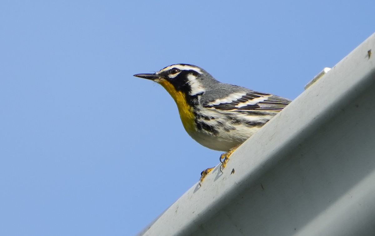 Yellow-throated Warbler - ML615602084