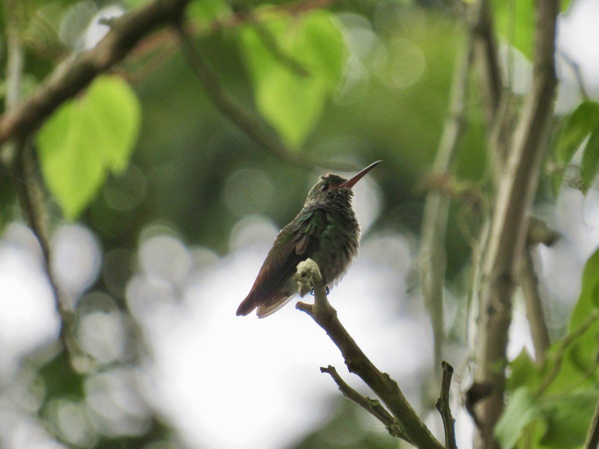 Rufous-tailed Hummingbird - ML615602090