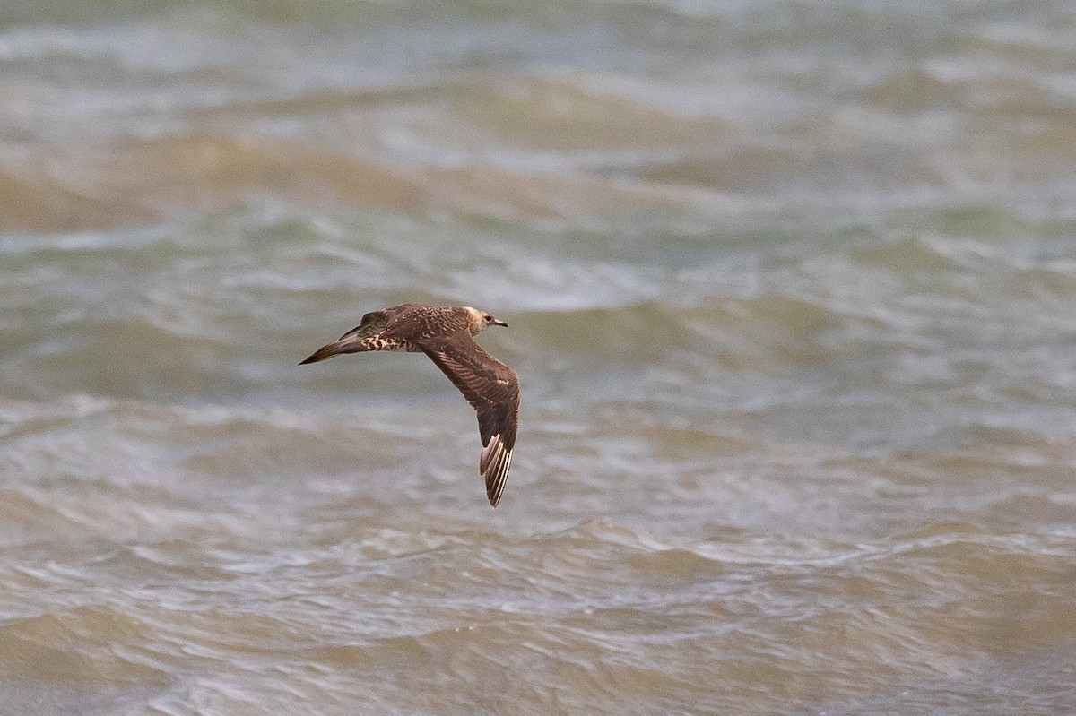 Parasitic Jaeger - Cameron Johnson