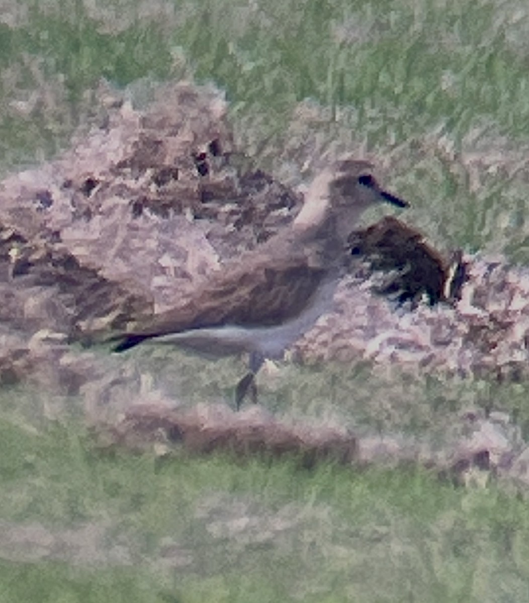 Mountain Plover - Willie Sekula