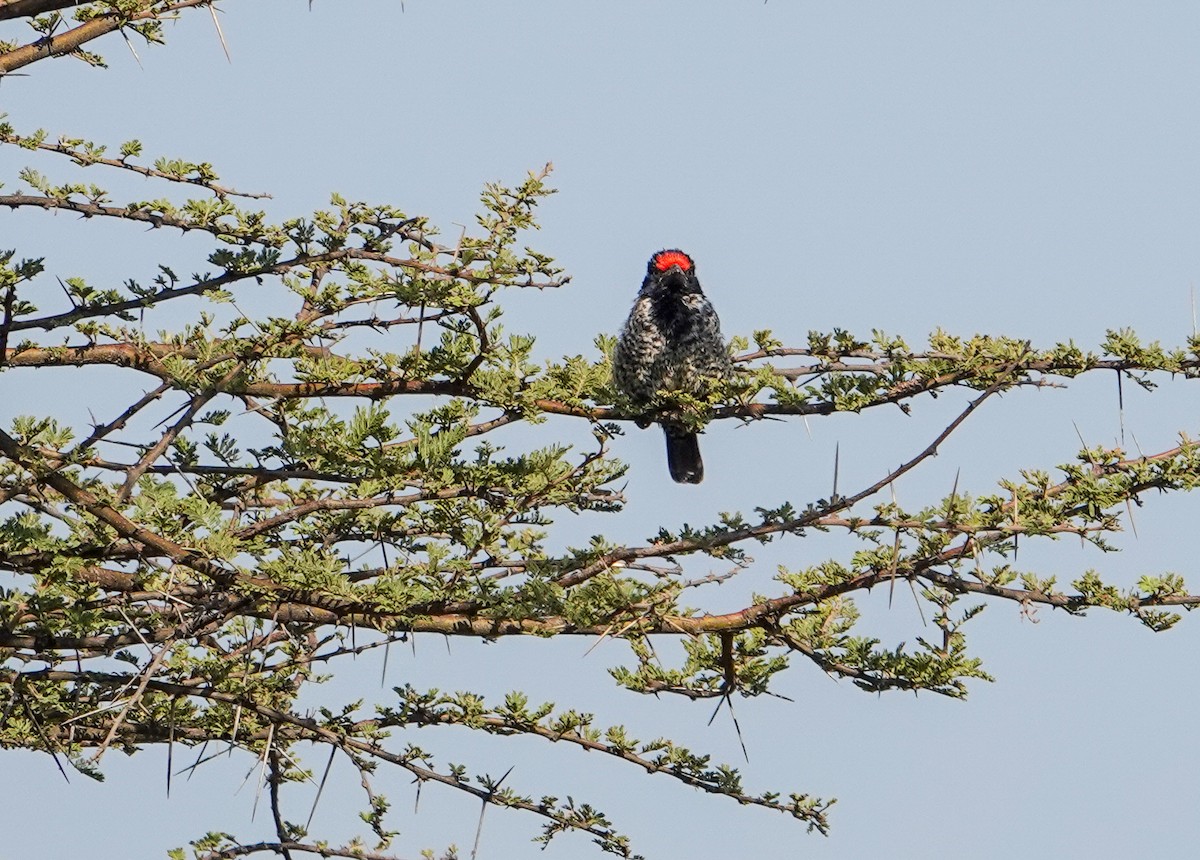 Banded Barbet - Rosemary Lloyd