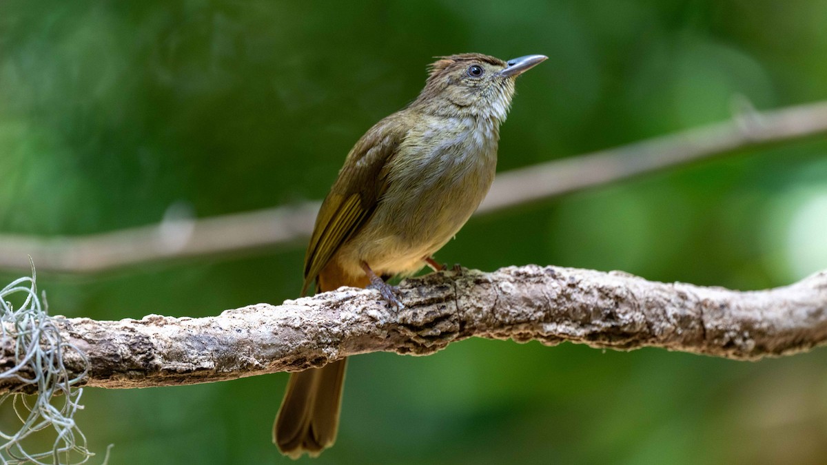 Gray-eyed Bulbul (Gray-eyed) - ML615602190