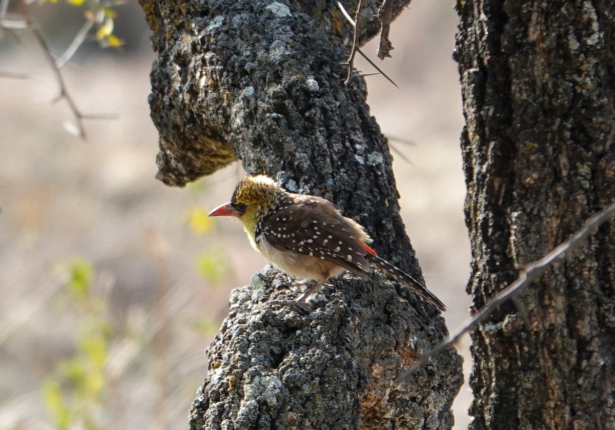 Yellow-breasted Barbet - ML615602193