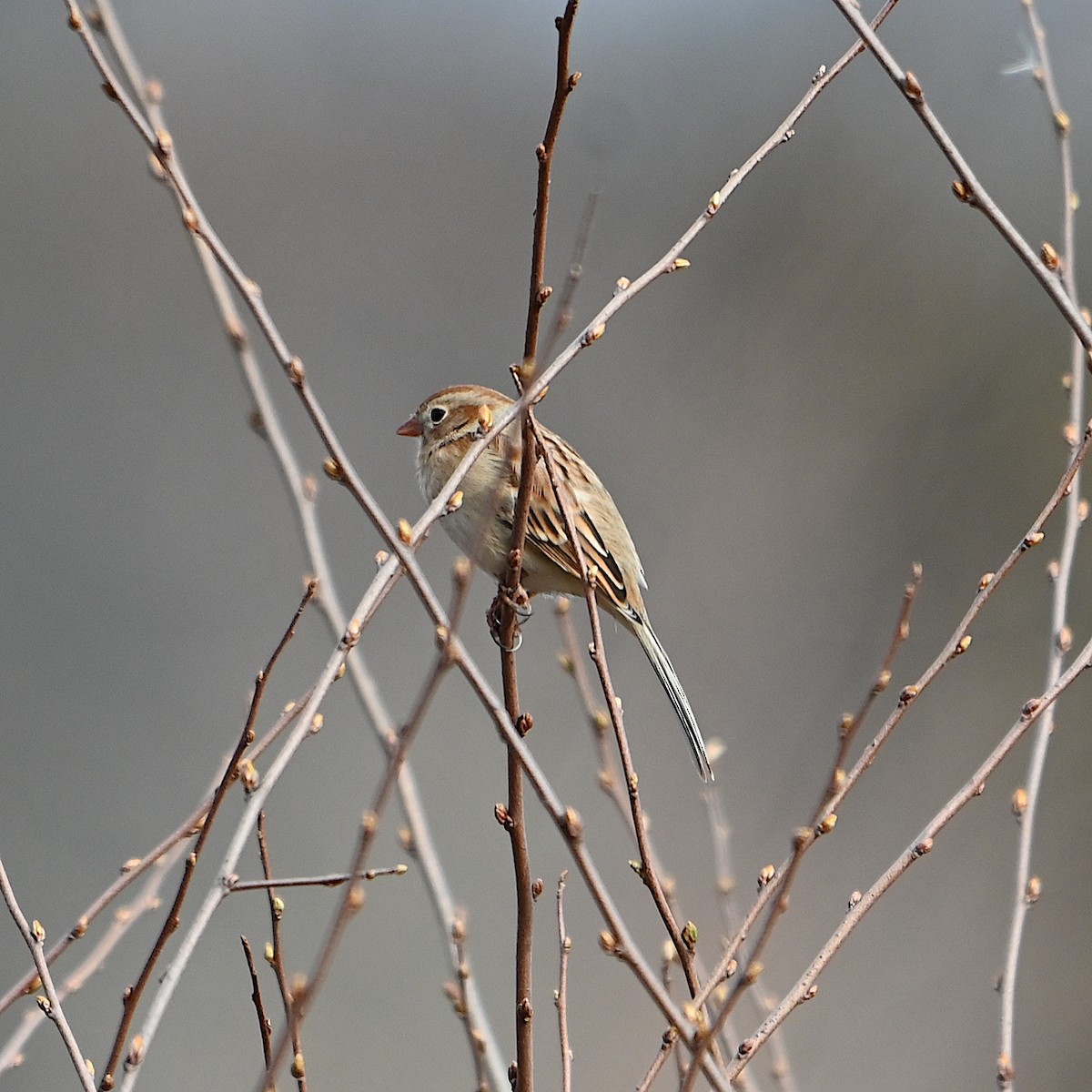 Field Sparrow - ML615602195