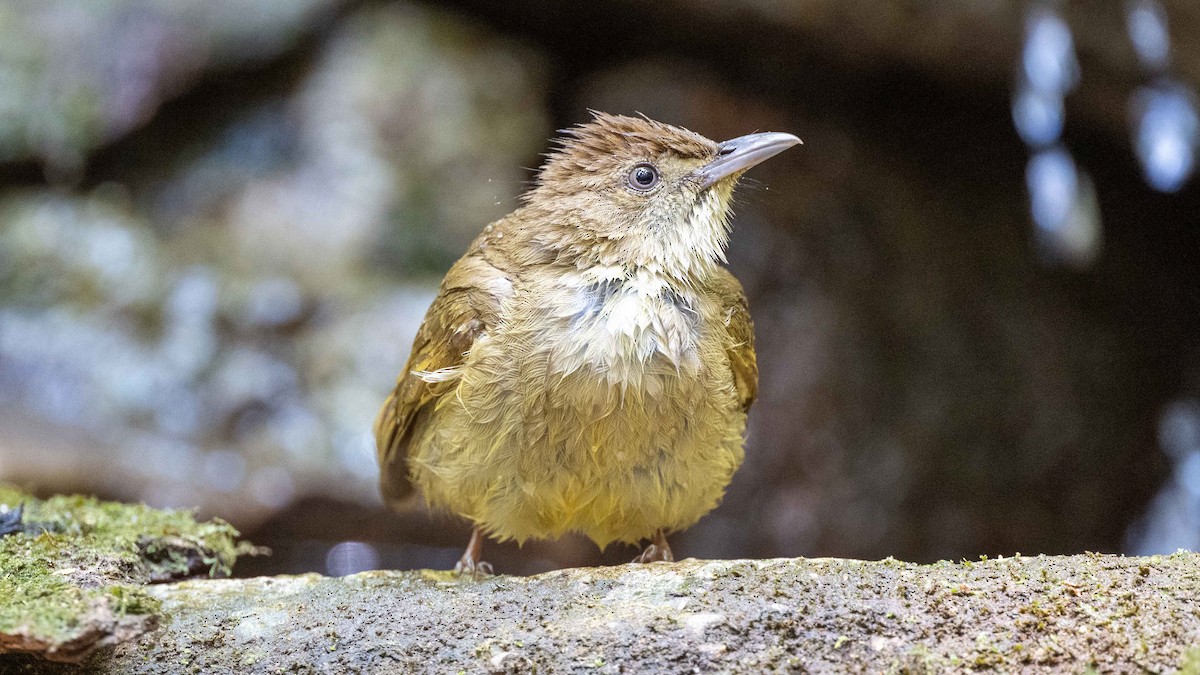 Gray-eyed Bulbul (Gray-eyed) - Steve McInnis