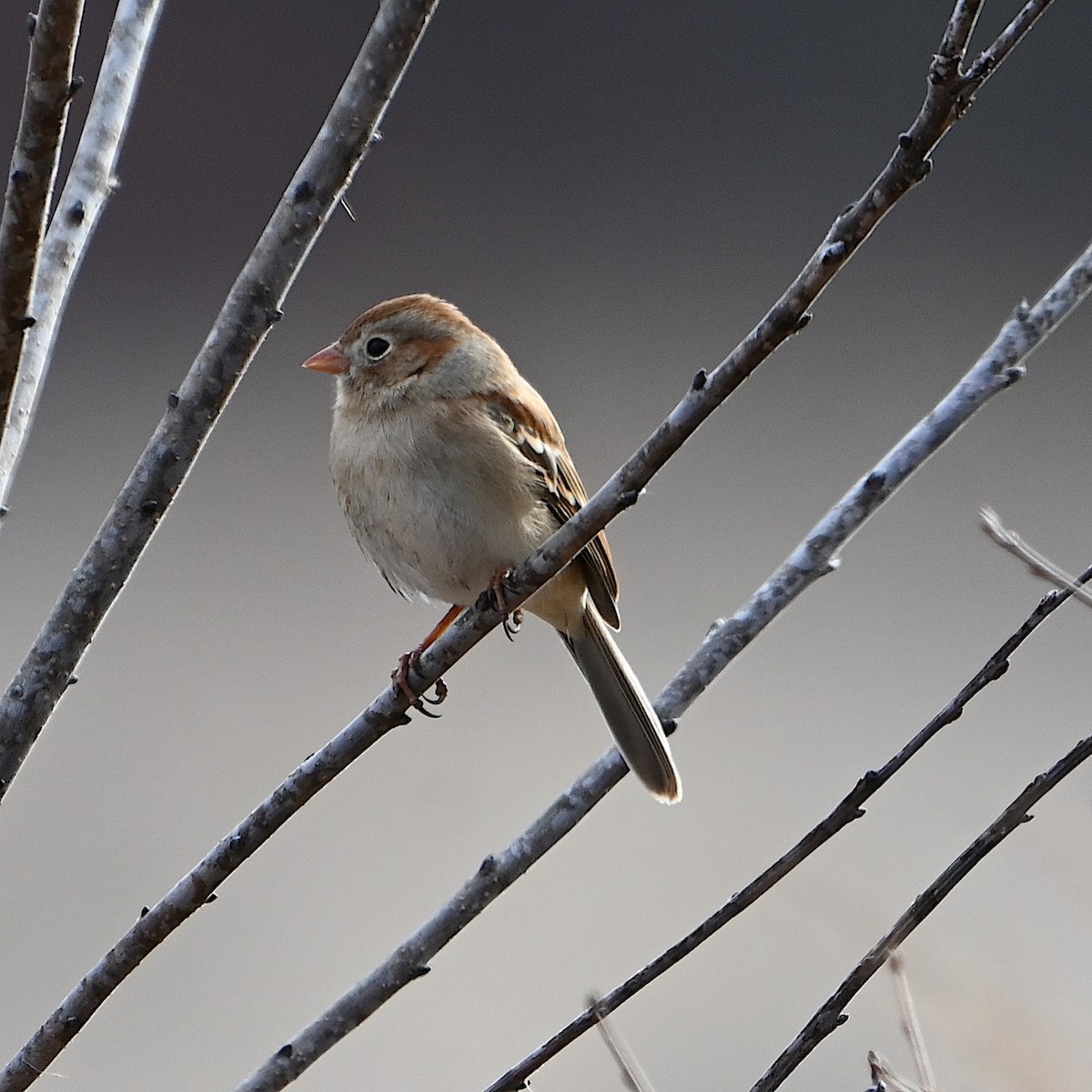 Field Sparrow - ML615602218