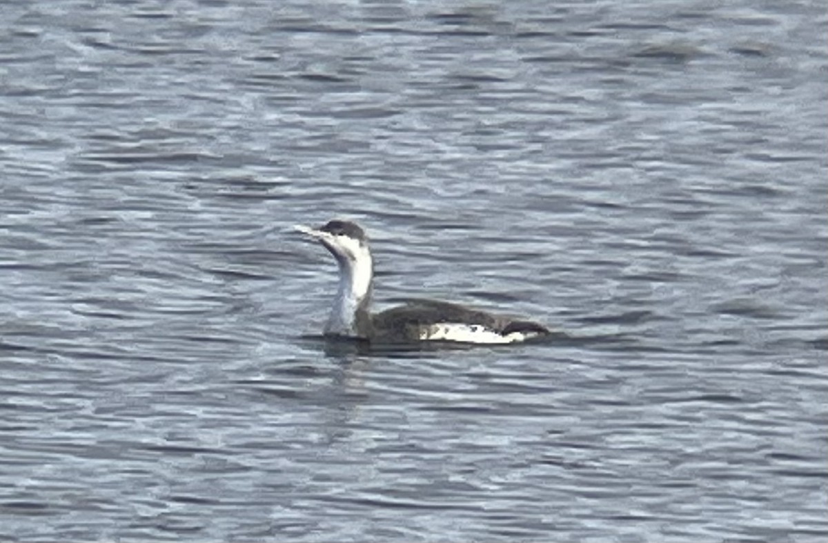 Red-throated Loon - ML615602239