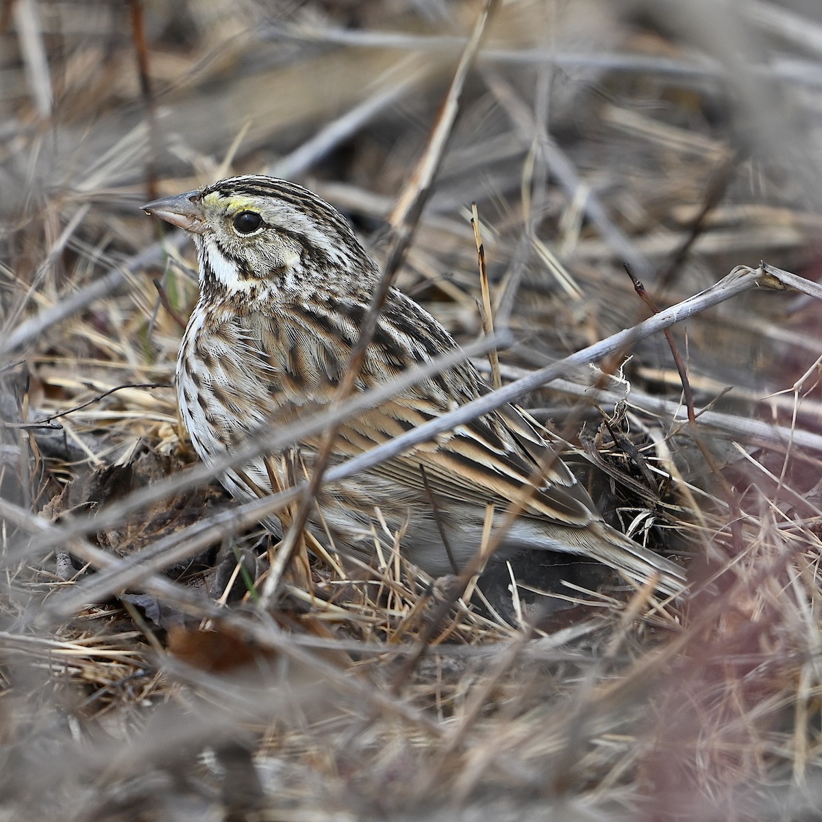 Savannah Sparrow - Chad Ludwig