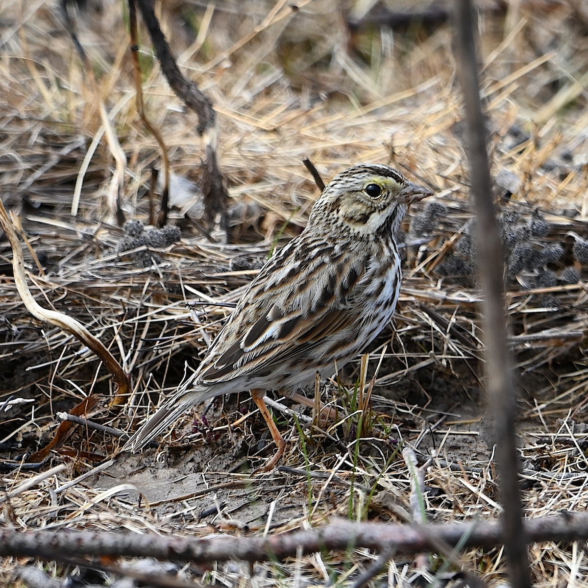 Savannah Sparrow - Chad Ludwig