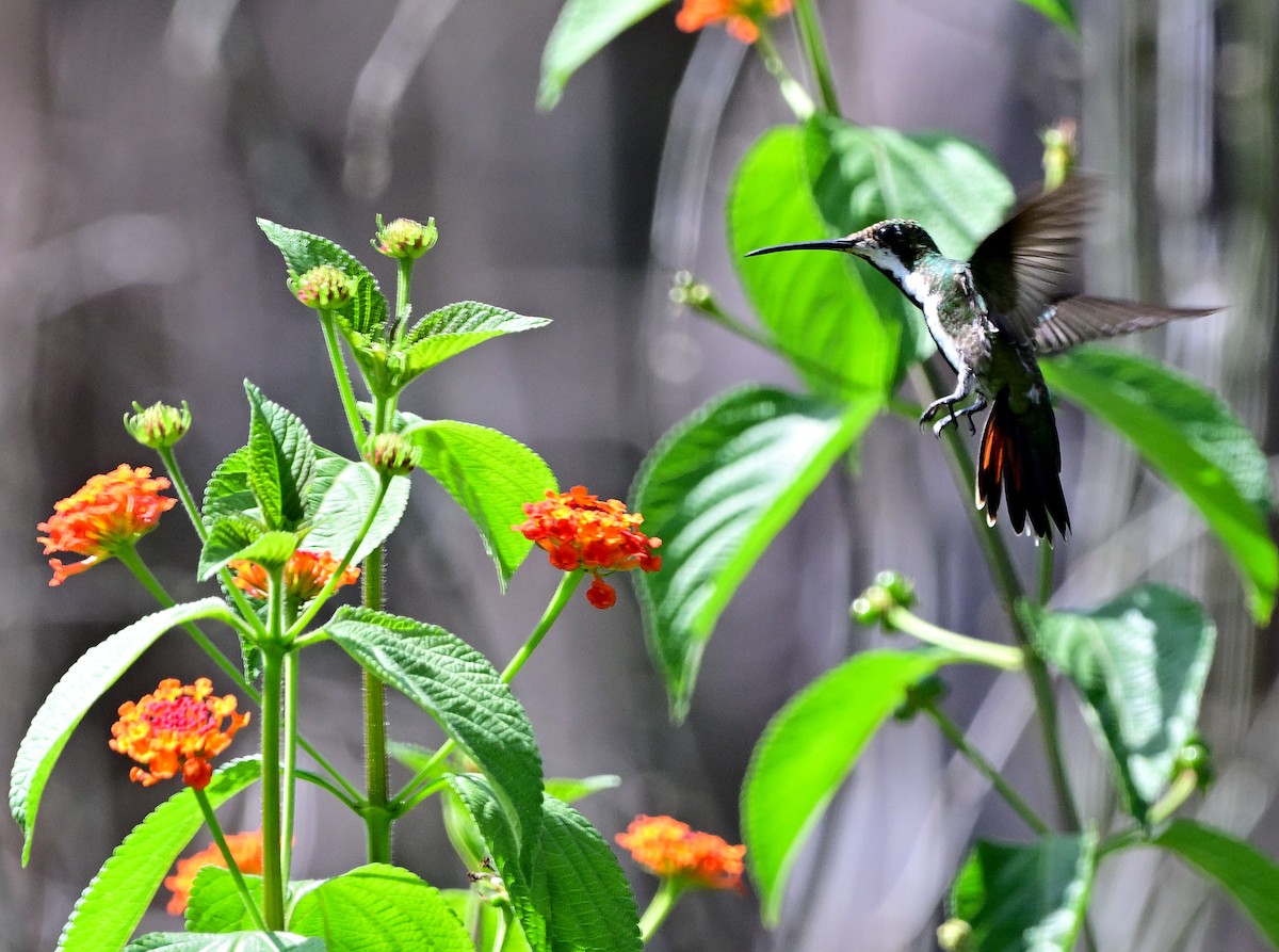 Black-throated Mango - ML615602269